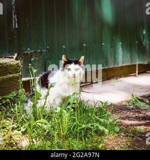 Chat noir et blanc domestique avec les yeux verts est assis dans l'herbe contre la clôture de la maison de campagne dans le jour ensoleillé d'été, village, vie rurale Banque D'Images