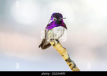Le colibri coloré de Costa, avec sa casquette et son gorget violets irisés et colorés, se dresse à la pointe d'une branche et regarde la caméra. Banque D'Images