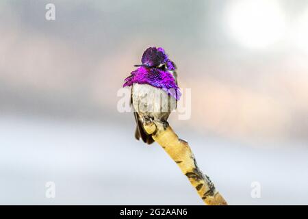 Un colibri de Costa de couleur mâle avec une coiffe et une gorge pourpres et irisées vibrantes se tient à la pointe d'une branche et regarde la caméra avec h Banque D'Images