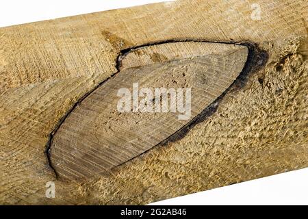 Un gros nœud dans une planche de pin. Texture du bois brut dans un morceau de bois coupé avec une tronçonneuse. Arrière-plan isolé. Banque D'Images