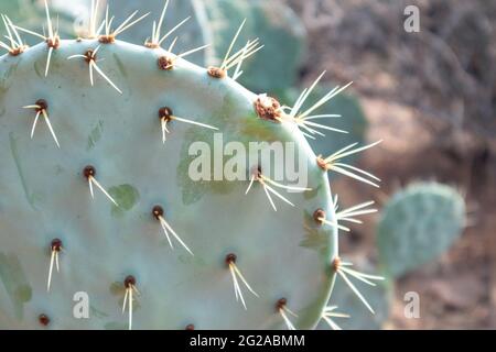 Gros plan du cactus à la poire épineuse qui pousse en Grèce. Aiguilles pointues sur les grandes feuilles vertes au soleil. Flore sauvage d'Europe du Sud Banque D'Images