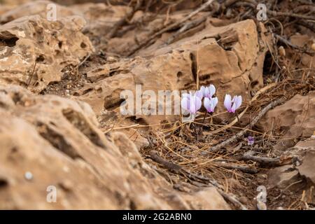 Petites fleurs de Crocus pourpres sauvages et tendres qui fleurissent sur des rochers secs Terre en Grèce sous le soleil éclatant gros plan Banque D'Images