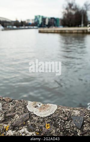 Lichen gris Lecanora allophana sur un remblai de rivière Banque D'Images