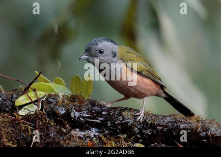Shrike-Babbler à tête noire (Pteruthius rufiventer), femme, Jailigongshan, Yunnan occidental, Chine 2 janvier 2019 Banque D'Images