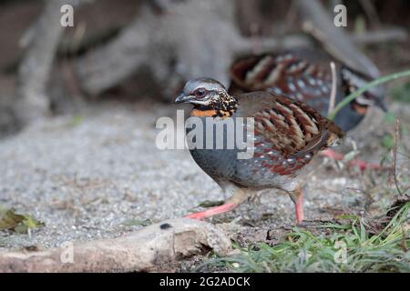 Partridge à gorge roufeuse (Arborophila rufogularis), homme, Jailigongshan, Yunnan occidental, Chine 2 janvier 2019 Banque D'Images