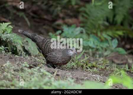 Peacock-Pheasant gris (Polyplectron bicalcaratum), 'Hornbill Valley', ouest du Yunnan, Chine 25 décembre 2018 Banque D'Images