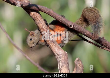 Squirrel de Pallas (Callosciurus erythaeus), Jailigongshan, Yunnan occidental, Chine 2 janvier 2019 Banque D'Images