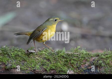 Golden Bush-Robin (Tarsiger chrysaeus), femme, Jailigongshan, Yunnan occidental, Chine 2 janvier 2019 Banque D'Images