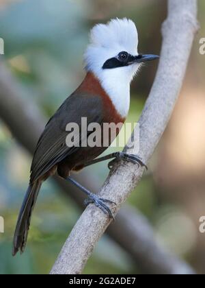 Portrait d'un Laughingthrush à crête blanche (Garrulax leucolophus), 'Hornbill Valley', Yunnan occidental, Chine 26th déc 2018 Banque D'Images