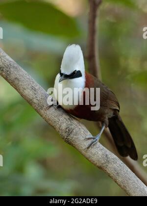 Portrait d'un Laughingthrush à crête blanche (Garrulax leucolophus), 'Hornbill Valley', Yunnan occidental, Chine 26th déc 2018 Banque D'Images