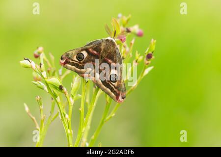 Petit papillon empereur mâle, Saturna pavonia reposant sur des branches de myrtille Banque D'Images