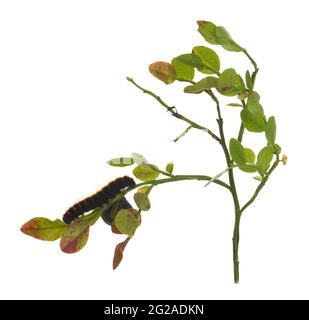 Fox Moth, Macrothylacia rubi larva sur des brins de myrtille isolés sur fond blanc Banque D'Images
