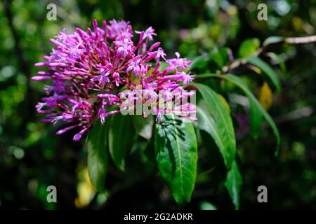 Equateur Quito - jardin botanique de Quito Milkweed pourpre - Asclepias purpurascen Banque D'Images