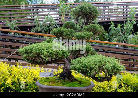 Équateur Quito - jardin botanique de Quito majestueux Bonsai Banque D'Images