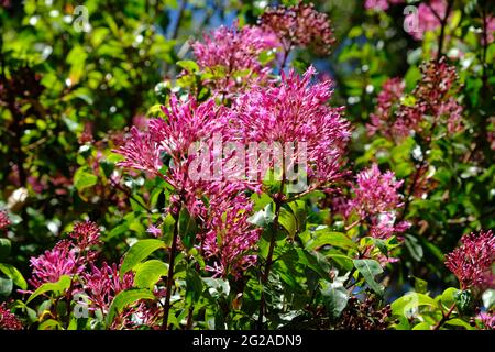 Equateur Quito - jardin botanique de Quito Milkweed pourpre - Asclepias purpurascen Banque D'Images