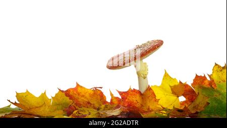Concept d'automne avec la mouche agarique, Amanita muscaria parmi les feuilles d'érable isolées sur fond blanc Banque D'Images