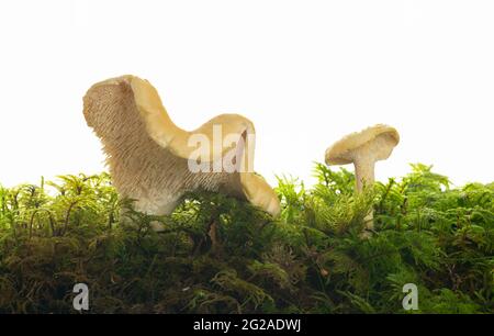 Dent douce, Hydnum repandum parmi les mousses photographiées sur fond blanc, ce champignon est comestible Banque D'Images