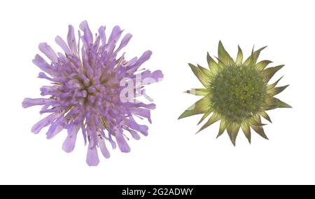 Champ scabieux, tête de fleur et bourgeon de Knautia arvensis isolés sur fond blanc Banque D'Images