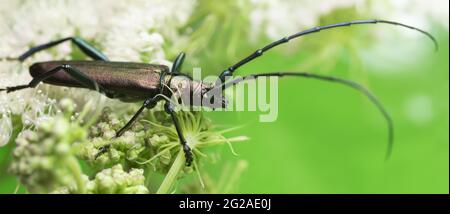 Coléoptère musqué, Aromia moschata sur l'herbe à poux Banque D'Images