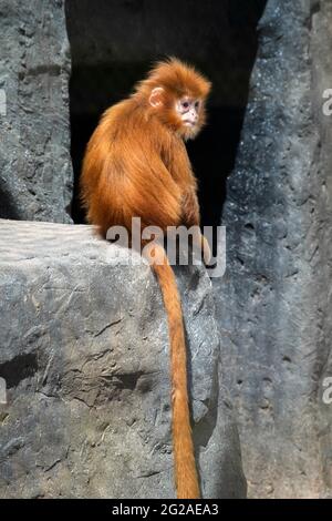 Photo de corps d'un bébé Javan Langur Monkey Banque D'Images