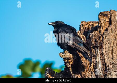 Carrion Crow, Corvus Corone - oiseau de passereau dans l'habitat Banque D'Images