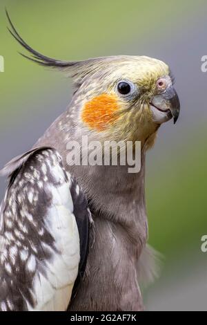 Demi-coup de corps du perroquet de Cockatier Banque D'Images