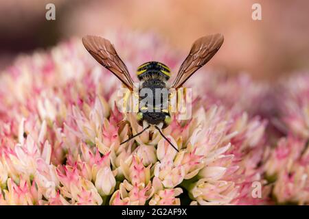 L'abeille en laine-Carder se nourrissant du nectar de l'usine de Sedum. Concept de la conservation des insectes et de la faune, de la préservation de l'habitat et du jardin floral de l'arrière-cour Banque D'Images
