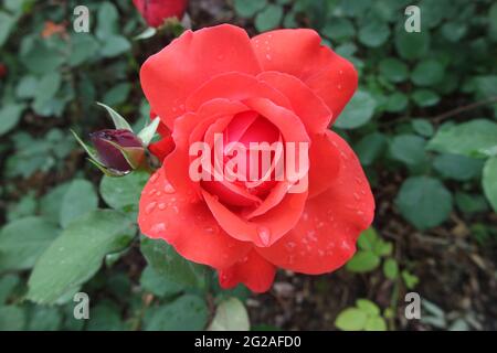 Gouttes d'eau sur Red Rose Flower Banque D'Images
