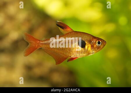 Serpae Tetra Aquarium poissons Hyphessobrycon eques bijou tetra Banque D'Images