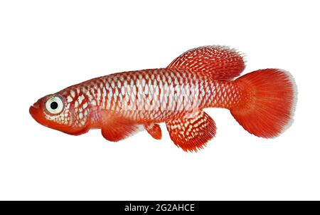 Kisaki Killifish Nothobranchius flamanomantis Killi poisson aquarium Banque D'Images