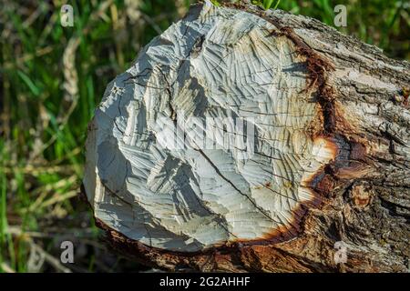 Gros plan des marques de dents de castor nord-américain dans un arbre de Cottonwood à feuilles étroites, Castle Rock Colorado USA. Photo prise en juin. Banque D'Images