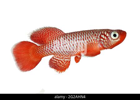 Kisaki Killifish Nothobranchius flamanomantis Killi poisson aquarium Banque D'Images