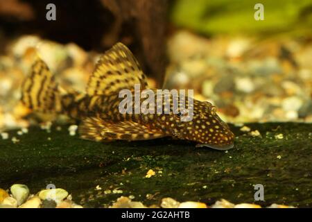 Poisson-chat de Bristlenose aquarium poisson-bushynose pleco Banque D'Images