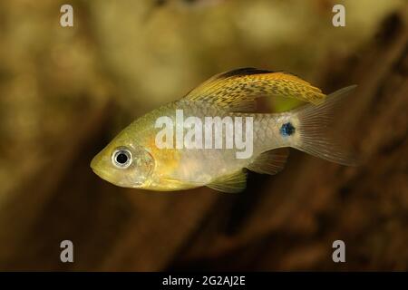 Champ de poisson à barbiche à ailettes de l'aquarium Oreichthys crenuchoides néon barbiche à nageoires hautes Banque D'Images