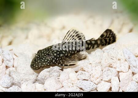 Poisson-chat de Bristlenose aquarium poisson-bushynose pleco Banque D'Images