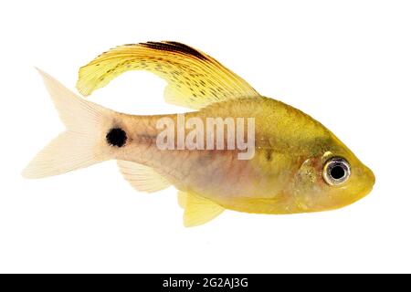 Champ de poisson à barbiche à ailettes de l'aquarium Oreichthys crenuchoides néon barbiche à nageoires hautes Banque D'Images