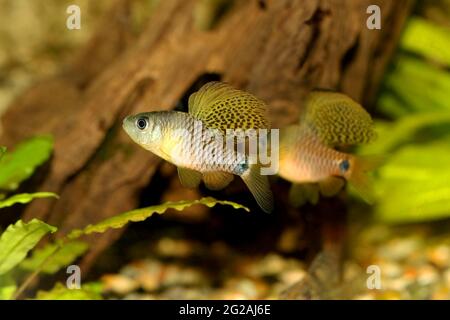 Champ de poisson à barbiche à ailettes de l'aquarium Oreichthys crenuchoides néon barbiche à nageoires hautes Banque D'Images