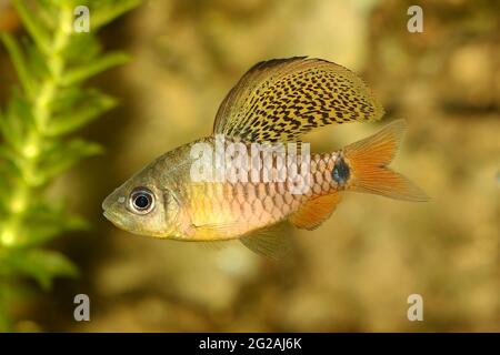 Champ de poisson à barbiche à ailettes de l'aquarium Oreichthys crenuchoides néon barbiche à nageoires hautes Banque D'Images