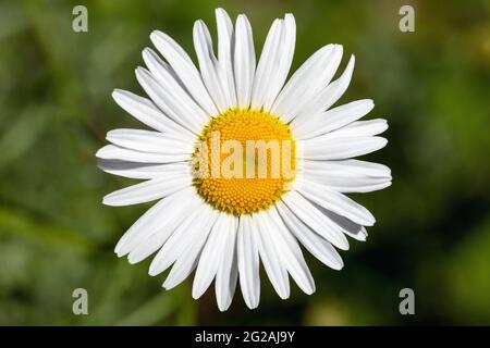 Fleur de Marguerite d'Oxeye (Leucanthemum vulgare) en Iowa Banque D'Images