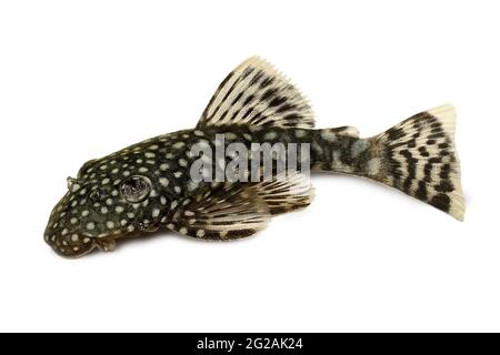 Poisson-chat de Bristlenose aquarium poisson-bushynose pleco Banque D'Images