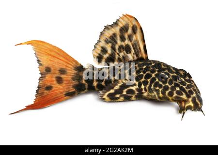 Léopard Cactus Pleco poisson d'aquarium Pseudacanthicus leopardus Banque D'Images