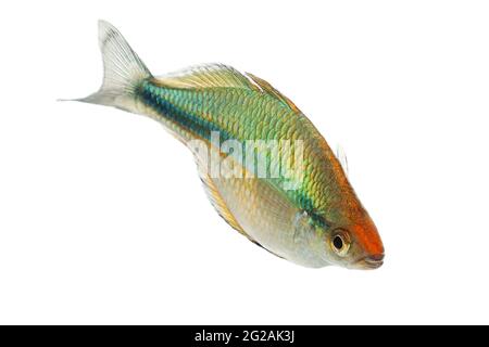 Essaim de l'aquarium Turquoise de Rainbowfish Fish Lake Kutubu Rainbowfish Melanotaenia lacustris Banque D'Images