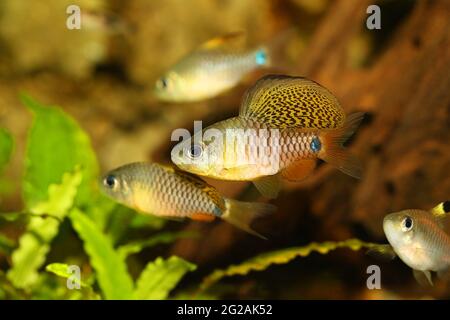 Champ de poisson à barbiche à ailettes de l'aquarium Oreichthys crenuchoides néon barbiche à nageoires hautes Banque D'Images