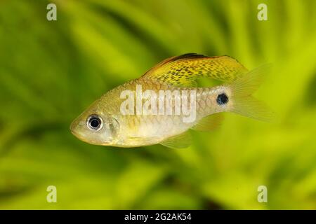 Champ de poisson à barbiche à ailettes de l'aquarium Oreichthys crenuchoides néon barbiche à nageoires hautes Banque D'Images