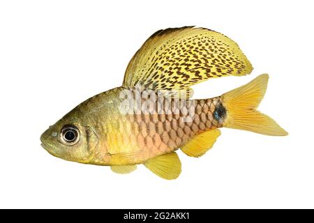 Champ de poisson à barbiche à ailettes de l'aquarium Oreichthys crenuchoides néon barbiche à nageoires hautes Banque D'Images