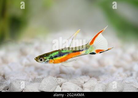 Endler GuppY Poecilia wingei minuscule poisson tropical coloré aquarium Banque D'Images