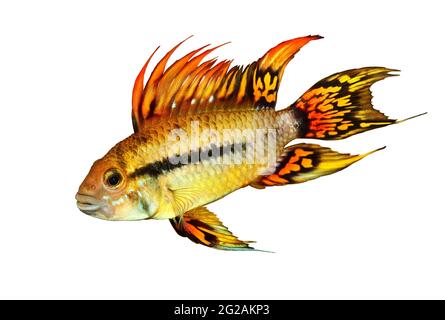 Cockatoo Dwarf Cichlid Aquarium Fish Double Red apistogramma cacacacatuoides aquarium poisson Banque D'Images