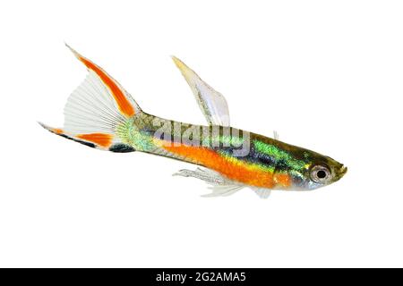 Endler GuppY Poecilia wingei minuscule poisson tropical coloré aquarium Banque D'Images