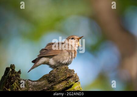 Oiseau unique commun nightingale (Luscinia megarhynchos) assis sur le tronc d'arbre sur fond de nature Banque D'Images