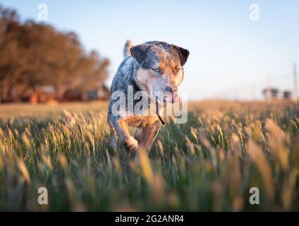 Chien de boucherie travaillant en Australie rurale. Banque D'Images